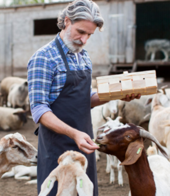 M-P.O.AI | Π.Ο.ΑΙ - About, Man feeding goats